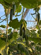 Gevraagd personeel, Variabele uren, LBO / VMBO, Starter, Freelance of Uitzendbasis