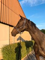 BRAAF RECREATIE PAARD TE KOOP, Merrie, B, Gechipt, 11 jaar of ouder