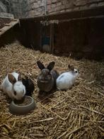 Twee jonge voedsters, Dieren en Toebehoren, Konijnen, Vrouwelijk, Groot, 0 tot 2 jaar