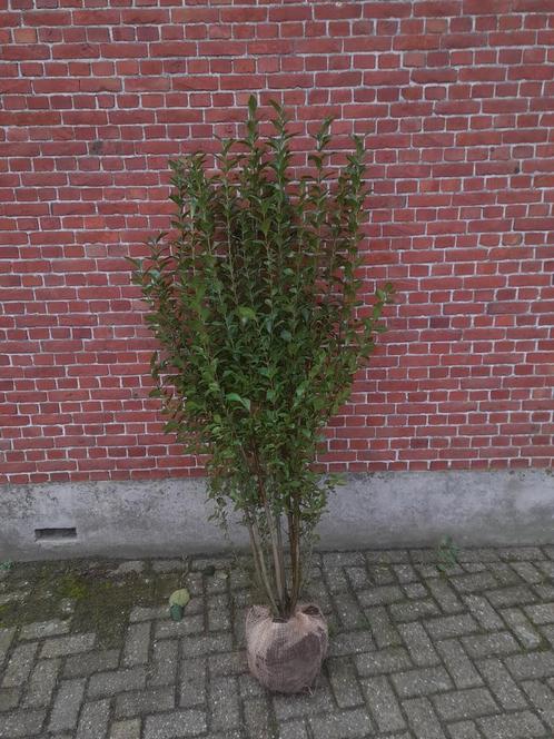 Ligustrum ovalifolium haagliguster leverbaar vanaf oktober, Tuin en Terras, Planten | Struiken en Hagen, Haag, Liguster, 250 cm of meer
