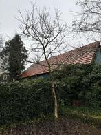 Walnotenboom gratis af te halen, Tuin en Terras, Planten | Bomen, Ophalen, Volle zon, Overige soorten