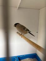 Pastel noorse goudvink pop, Dieren en Toebehoren, Vogels | Overige Vogels, Vrouwelijk, Wildzangvogel, Geringd