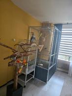 Twee halsbandparkieten, Meerdere dieren, Parkiet, Tam