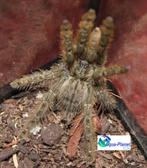 Heteroscodra maculata, Spin of Schorpioen