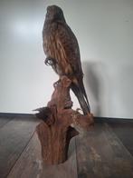 Opgezette vogel. Torenvalk, Ophalen of Verzenden, Vogel, Opgezet dier