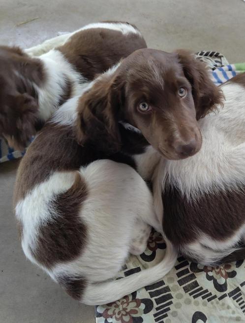 Laatste Heidewachtel reu pup!, Dieren en Toebehoren, Honden | Setters en Staande honden, Reu, Overige rassen, Particulier, Meerdere