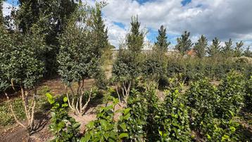 Meerstammige Osmanthus burkwoodii schijnhulst in maten beschikbaar voor biedingen