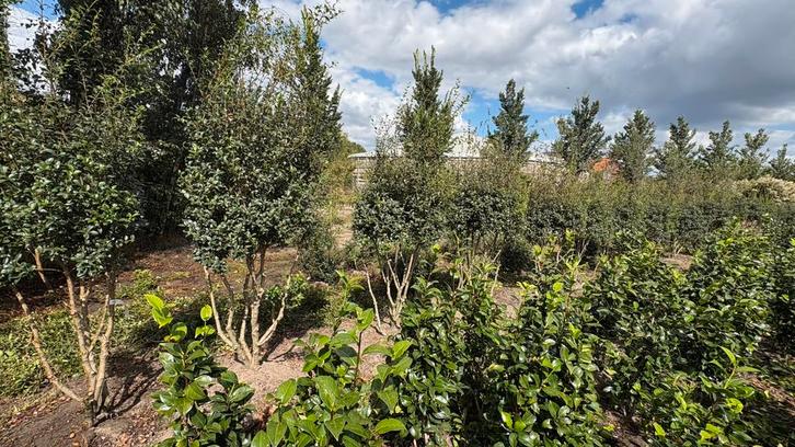Meerstammige Osmanthus burkwoodii schijnhulst in maten, Tuin en Terras, Planten | Bomen, Overige soorten, Ophalen of Verzenden