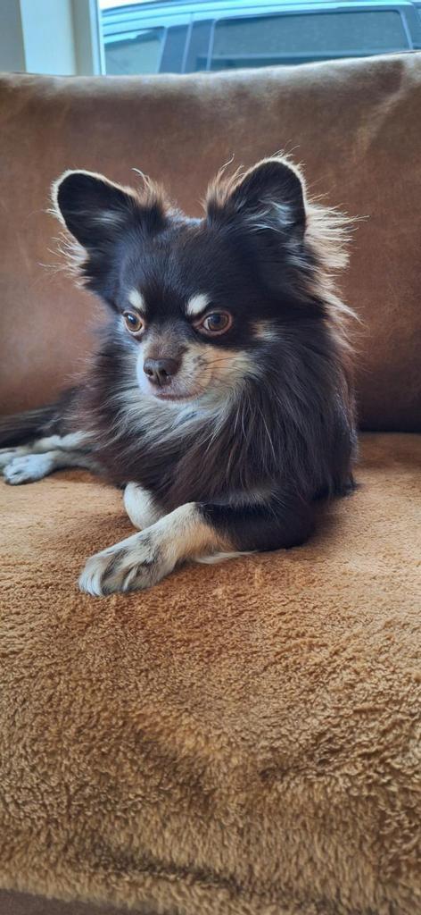 Dekreu chihuahua, Dieren en Toebehoren, Honden | Dekreuen, Reu, Particulier, Eén hond, Nederland, 6 jaar of ouder, Rabiës (hondsdolheid)