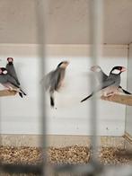 Rijst vogels, Meerdere dieren, Tropenvogel