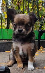 2 pups, Dieren en Toebehoren, Overige rassen, 8 tot 15 weken, Teef, Meerdere