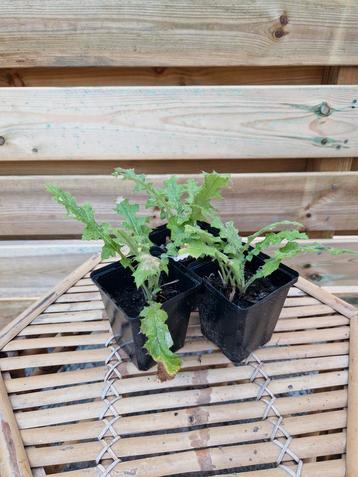 Laatste zelfgekweekte plantjes €1,- per stuk 3 voor €2,50 beschikbaar voor biedingen