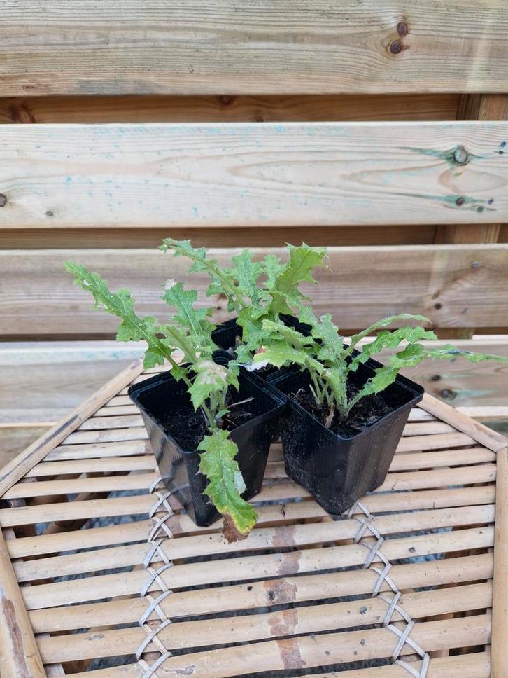 Laatste zelfgekweekte plantjes €1,- per stuk 3 voor €2,50, Tuin en Terras, Planten | Tuinplanten, Vaste plant, Volle zon, Ophalen