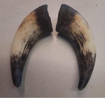 mooie complete sets hoorns hooglander stier beschikbaar voor biedingen