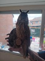 Opgezet uil  ransuil, Verzamelen, Dierenverzamelingen, Ophalen of Verzenden, Zo goed als nieuw, Vogel, Opgezet dier