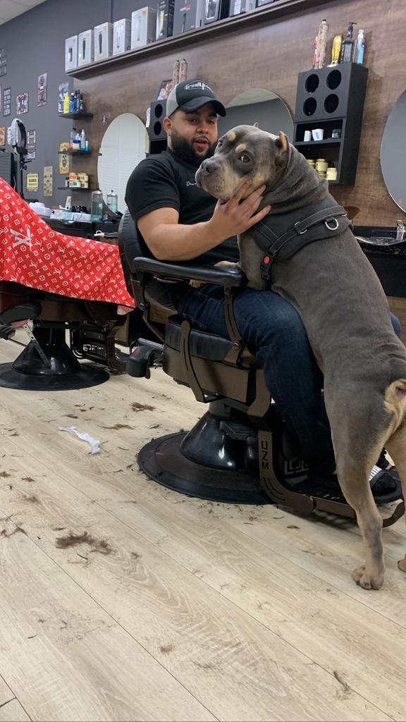 AMERICAN BULLY TRICOLOR XL ABKC (DEKREU), Dieren en Toebehoren, Honden | Bulldogs, Pinschers en Molossers, Reu, Overige rassen