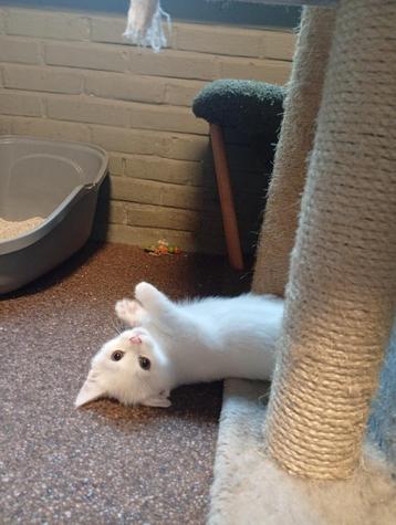 Kitten te koop beschikbaar voor biedingen