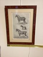 Representatie van drie paarden ingelijst, Antiek en Kunst, Kunst | Etsen en Gravures, Ophalen of Verzenden