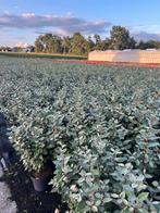 Elaeagnus Ebbingei 'Compacta', Bloeit niet, Overige soorten, 100 tot 250 cm, Ophalen