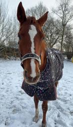 Lieve 11 jarige merrie, Dieren en Toebehoren, Paarden, Merrie, Recreatiepaard