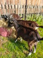 Mooie dekbokken te koop, Dieren en Toebehoren, Schapen, Geiten en Varkens, Mannelijk, Geit