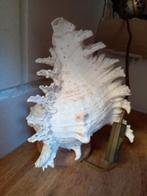 Schelpen lamp/nieuwe ledlamp/echte schelp, Ophalen of Verzenden