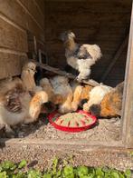 Zijde hoenders, Dieren en Toebehoren, Pluimvee, Meerdere dieren, Kip