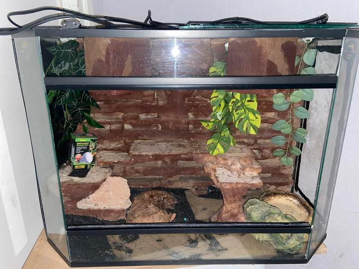 Te Koop Mooi groot Terrarium met toebehoren, Dieren en Toebehoren, Reptielen en Amfibieën | Toebehoren, Zo goed als nieuw, Ophalen