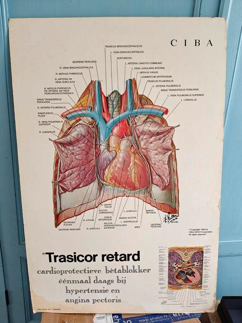 Houten anatomie plaat, Antiek en Kunst, Antiek | Schoolplaten, Natuur en Biologie, Ophalen