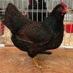 Barnevelder kriel hennen, Dieren en Toebehoren, Pluimvee, Vrouwelijk, Kip