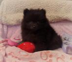 Nog 3 super snoezige mini pomeranian puppys ️🌸🩷🥰, Dieren en Toebehoren, Keeshond, 8 tot 15 weken, Meerdere, Meerdere dieren