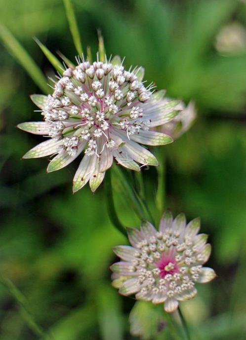 Bio zaden Zeeuws knoopje - Astrantia major, Tuin en Terras, Bloembollen en Zaden, Zaad, Voorjaar, Volle zon, Verzenden