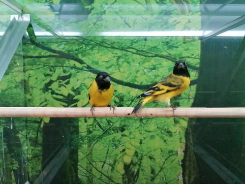 Gezocht diverse soorten sijzen., Dieren en Toebehoren, Vogels | Overige Vogels, Tropenvogel, Meerdere dieren
