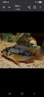 Geophagus brasiliensis 3 en 4 cm, Vis