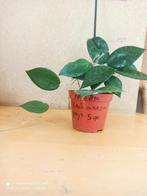 hoya black margin potmaat 8.5 nummer H870, Ophalen of Verzenden, Halfschaduw, Minder dan 100 cm