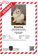 Vermist langharige witte kater Oosterhout NB, Dieren en Toebehoren, Kat