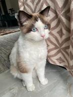 🐾✨ Lieve Ragdoll Kat “Moka” Zoekt een Nieuw Thuis! ✨🐾, Dieren en Toebehoren, Katten en Kittens | Overige Katten, Kater