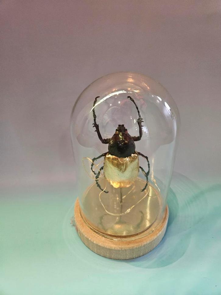 Diverse insecten objecten onder stolp, Verzamelen, Dierenverzamelingen, Nieuw, Opgezet dier, Insect, Ophalen of Verzenden