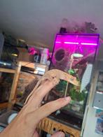 1.0 50% Het Axanthic Flame wimpergekko man, Dieren en Toebehoren, Reptielen en Amfibieën, Hagedis, 0 tot 2 jaar