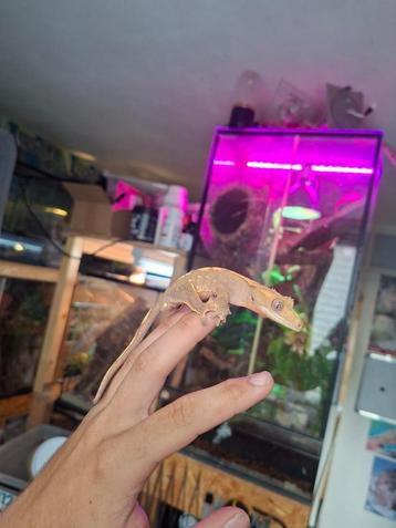 1.0 50% Het Axanthic Flame wimpergekko man  beschikbaar voor biedingen