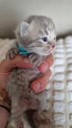 Mooie kittens x Main Coon Britse Korthaar, Dieren en Toebehoren, Katten en Kittens | Raskatten | Langhaar, Kater, Gechipt, 0 tot 2 jaar