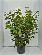 Heptacodium miconioides 🍀 Zevenzonenboom meerstam 🍀, Ophalen, Overige soorten