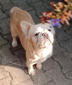 Fluffy Franse bulldog teefje, Isabella gold, Dieren en Toebehoren, Honden | Bulldogs, Pinschers en Molossers, Particulier, Rabiës (hondsdolheid)