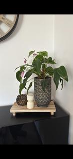 Plant met pot, Huis en Inrichting, Kamerplanten, Ophalen of Verzenden