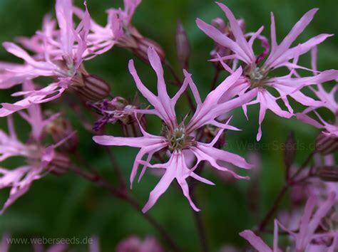 80/ zaad Echte Koekoeksbloem - Lychnis (Silene) flos cuculi, Tuin en Terras, Bloembollen en Zaden, Zaad, Voorjaar, Volle zon, Ophalen of Verzenden