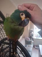 Ara maracana pop, Dieren en Toebehoren, Vrouwelijk, Papegaai