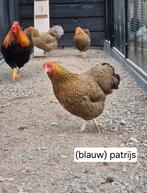 Wyandotte kriel henen gesekst kuikens, Dieren en Toebehoren, Pluimvee, Geslacht onbekend, Kip