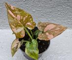 Syngonium Pink Splash Bont p6, Huis en Inrichting, Overige soorten, Minder dan 100 cm, Ophalen of Verzenden, Halfschaduw