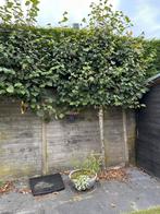 2 Leibomen/leilinde - Ideaal voor Privacy, Ophalen, Bloeit niet, Leiboom, Halfschaduw