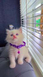 Ragdoll kittens, Meerdere dieren
